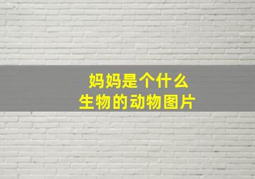 妈妈是个什么生物的动物图片