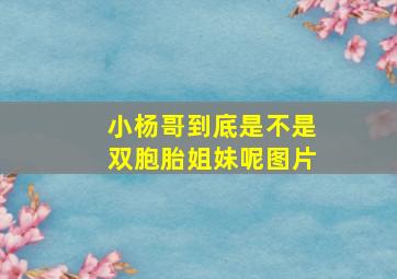 小杨哥到底是不是双胞胎姐妹呢图片