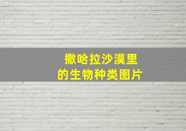 撒哈拉沙漠里的生物种类图片