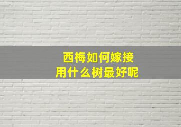 西梅如何嫁接用什么树最好呢