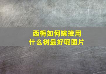 西梅如何嫁接用什么树最好呢图片