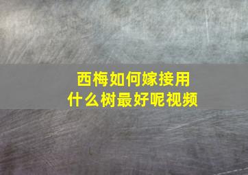 西梅如何嫁接用什么树最好呢视频